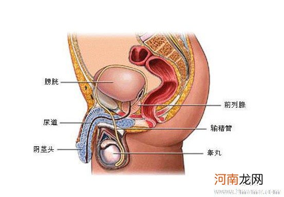 慢性前列腺炎与生育