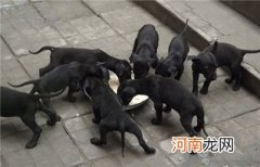 墨界黑狼犬的名字是怎么来的？墨界黑狼犬的基本特征介绍