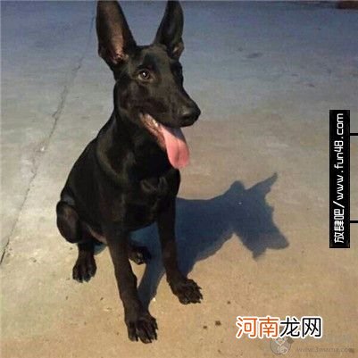 墨界黑狼犬的名字是怎么来的？墨界黑狼犬的基本特征介绍