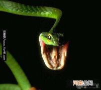 致死率1% 竹叶青蛇毒性大吗，中国十大毒蛇致死率最低