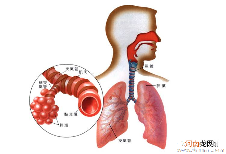 气管炎临床症状知多少