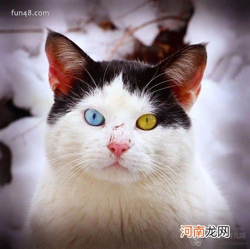 阴阳眼的猫真的比较灵异吗？