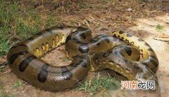 生吞活人 世界上最大的蛇，亚马逊森蚺长10米重225公斤