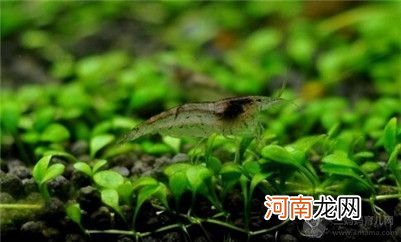 黑壳虾怎么饲养？黑壳虾的饲养方法及混养知识介绍！