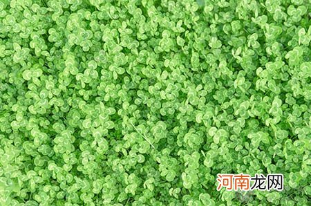 二胎双胞胎可以流掉一个吗 减胎时机要知晓