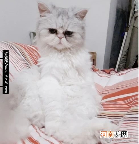 猫身上有跳蚤怎么办