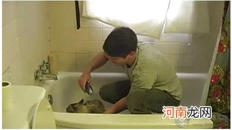 猫身上有跳蚤怎么办