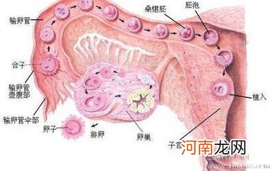 心理紧张可抑制女性的卵巢排卵