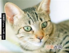 埃及猫多少钱一只？埃及猫的价格及购买方法介绍！