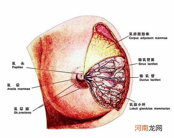 乳腺增生有溢液严重吗