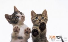 孕期养猫养狗 真的会感染弓形虫吗