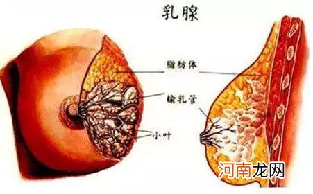 乳腺增生平常吃什么比较好