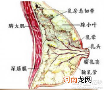 乳腺增生可以排出来吗