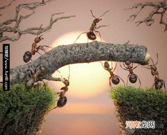 蚂蚁是不是昆虫 蚂蚁为什么有翅膀 蚂蚁的特征是什么