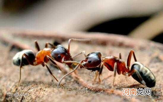 蚂蚁是不是昆虫 蚂蚁为什么有翅膀 蚂蚁的特征是什么