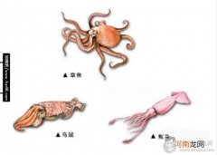 如何辨别鱿鱼、章鱼和乌贼
