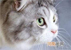 宠物猫怎么托运？宠物猫托运需注意事项及托运渠道介绍