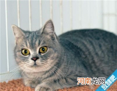 宠物猫怎么托运？宠物猫托运需注意事项及托运渠道介绍