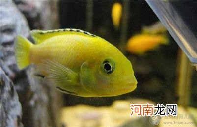 马鲷鱼究竟能长多大？马鲷鱼喂什么饲料比较合适？