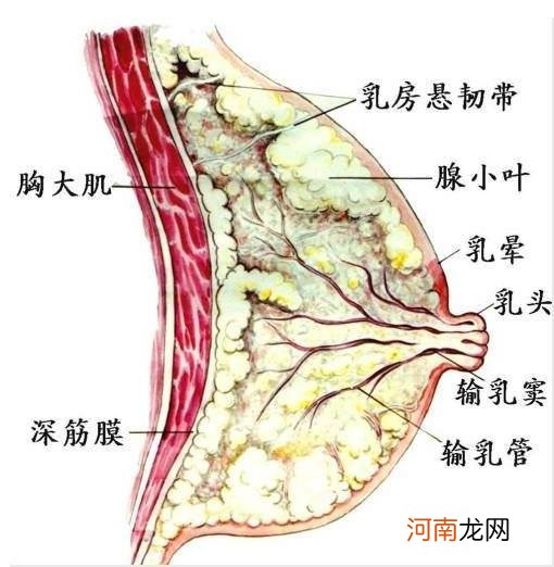 乳腺有结节怎么消除