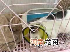 婴儿期食品过敏怎么豢养