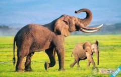 为什么要保护大象？保护大象有什么作用？