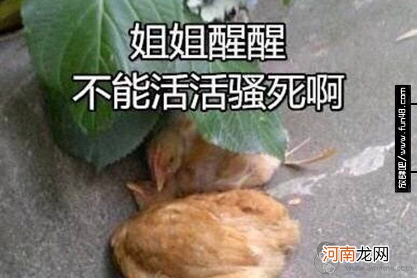 网络语鸡笼警告是什么梗 鸡笼警告什么意思