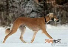 萨路基猎犬多少钱一只？萨路基的价格及选购方法介绍！