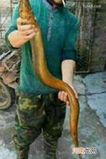 中华水蛇 泥蛇是什么蛇，中国禁止捕杀的濒危水蛇