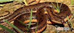 中华水蛇 泥蛇是什么蛇，中国禁止捕杀的濒危水蛇