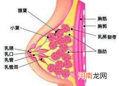 乳腺增生按摩方法步骤