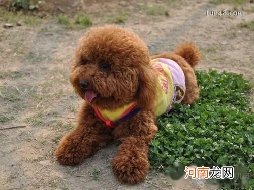 纯种泰迪犬有什么特征？