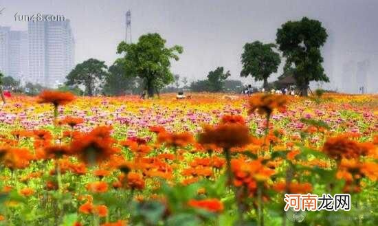 花城是哪个城市的别称 花城的市花是什么 广州为什么叫花城?