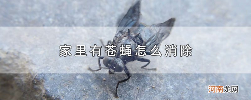 家里有苍蝇怎么消除