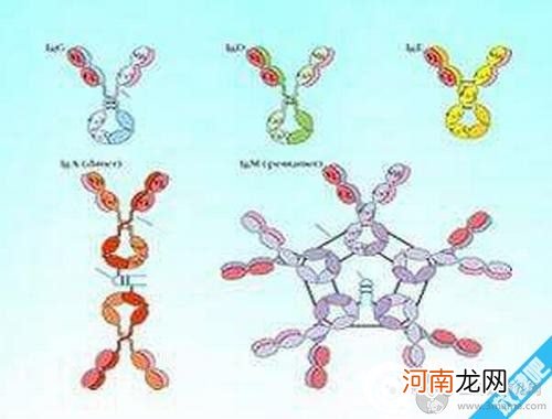 球蛋白偏高的原因是什么？