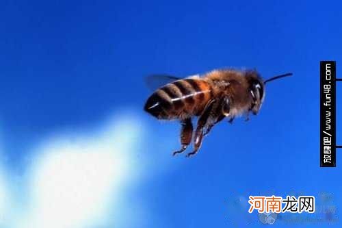 被蜜蜂蛰了怎么处理?蜜蜂蜇了母乳消肿秘诀