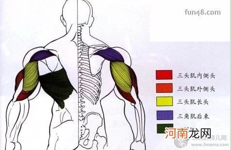 全套肱三头肌锻炼方法动作图解