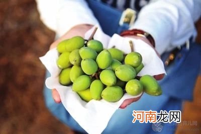 青橄榄怎么吃