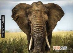 200岁 大象寿命有多长?大象能活多少岁?