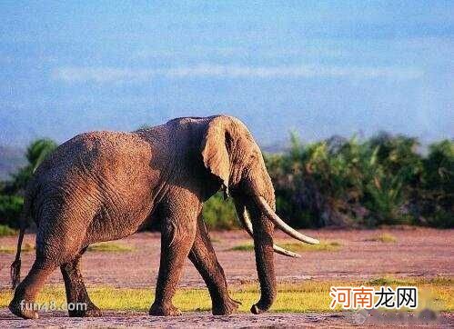 200岁 大象寿命有多长?大象能活多少岁?
