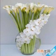 马蹄莲花语是什么?马蹄莲花适合送什么人?