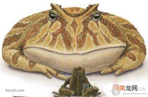 已灭绝 魔鬼蛙真的存在吗，史前最大青蛙