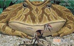 已灭绝 魔鬼蛙真的存在吗，史前最大青蛙