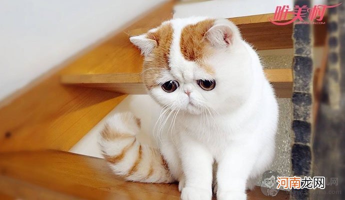 红小胖snoopy 拥有数以万计粉丝的一只小萌猫
