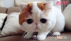 红小胖snoopy 拥有数以万计粉丝的一只小萌猫
