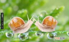 蜗牛吃什么?蜗牛的习性是什么样的?怎么判断蜗牛死活?