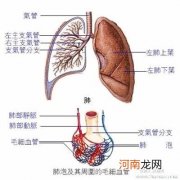 支气管肺的发育不良