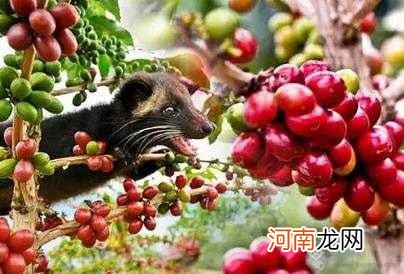 cafe是什么意思?为什么cafe上有小标?世界四大知名咖啡推荐！