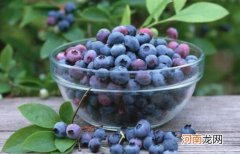 蓝莓浆果的功效与作用 吃蓝莓浆果的益处