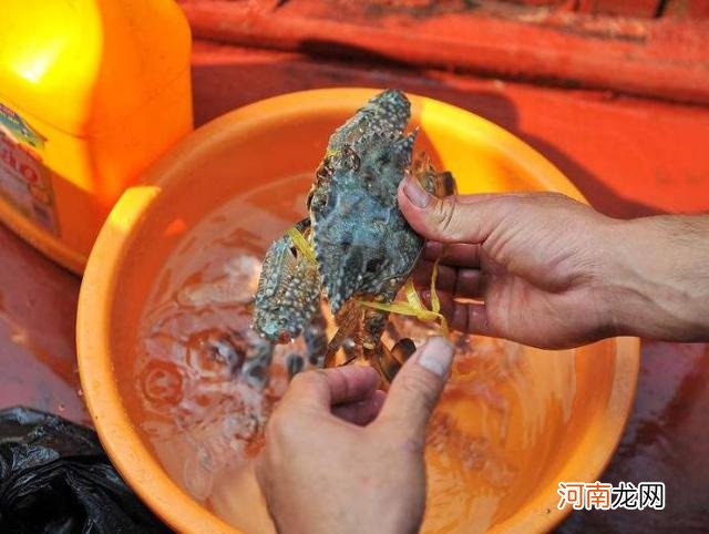 怎么洗螃蟹才整洁，螃蟹清洗的4个小技巧，你确
